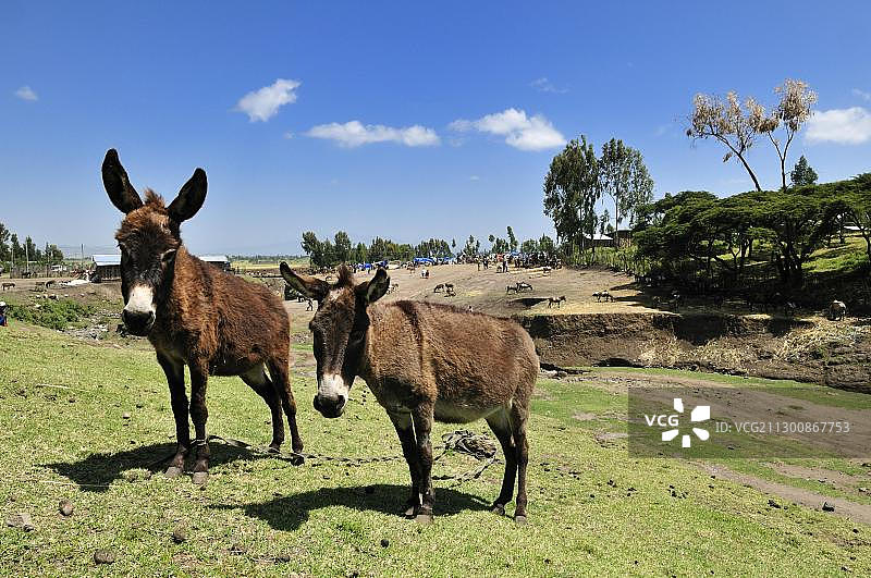 非洲埃塞俄比亚奥罗米亚阿达迪玛丽亚姆的两头好奇驴图片素材