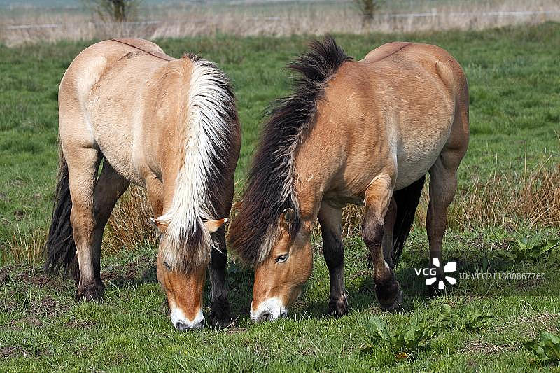 两匹挪威峡湾马图片素材