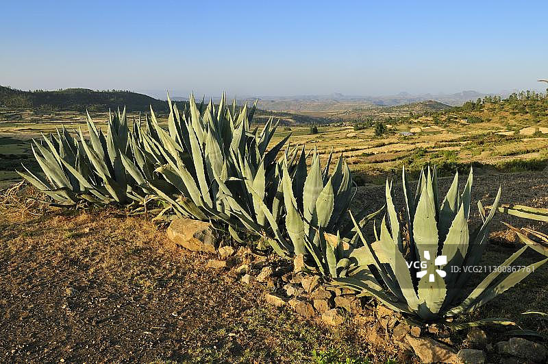 埃塞俄比亚阿克苏姆附近的梯田图片素材