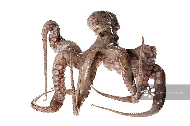 章鱼（Octopoda）图片素材