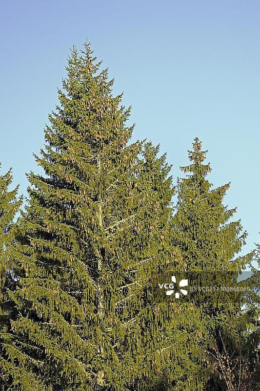 挪威云杉与松果图片素材