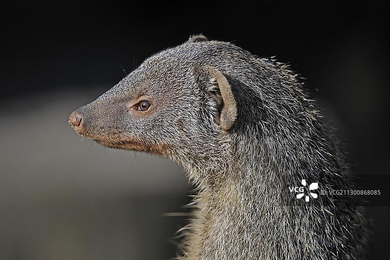 条纹獴，肖像图片素材