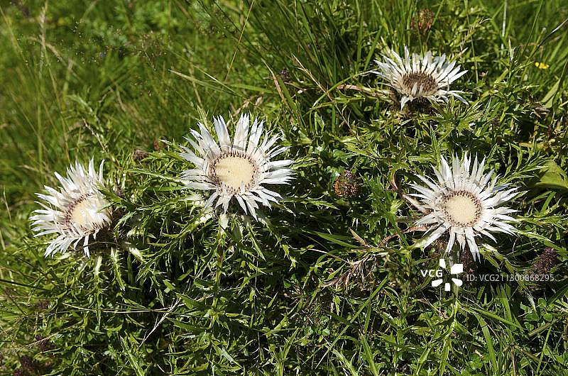 银色蓟（Carlina acaulis），阿尔高，巴伐利亚，德国，欧洲图片素材
