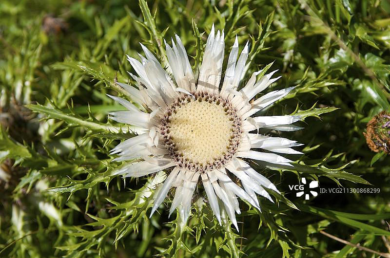 银色蓟（Carlina acaulis），阿尔高，巴伐利亚，德国，欧洲图片素材