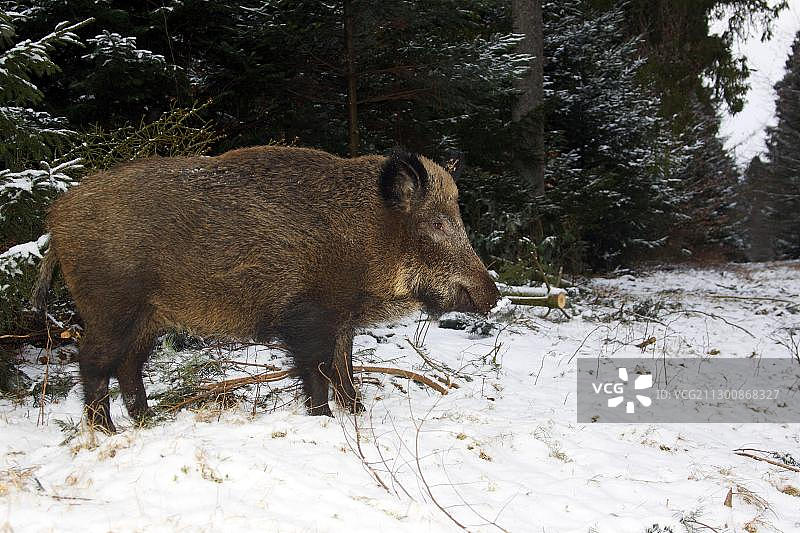 雪地森林中冬日的野母猪图片素材