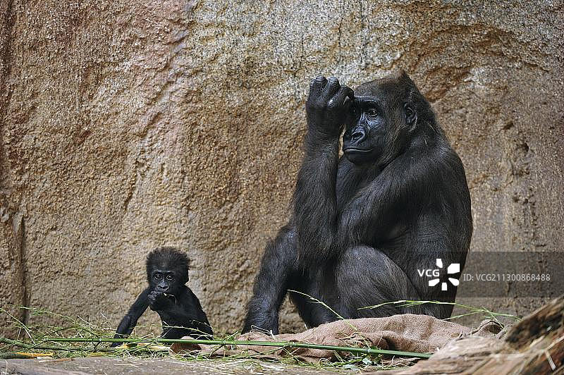 西部低地大猩猩，母子，圈养图片素材