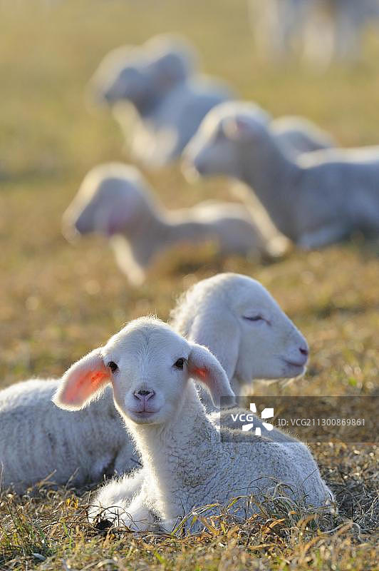 绵羊，美利奴绵羊，羊羔图片素材