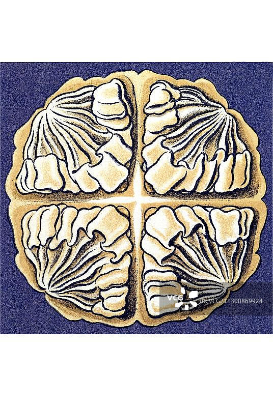 自然艺术形态：水母图片素材