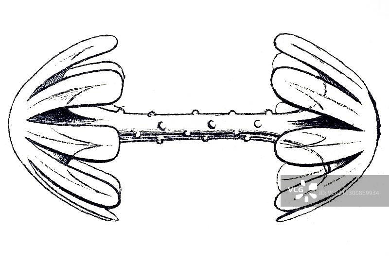 海克尔《自然界的艺术形态》中的六放海绵历史插画图片素材