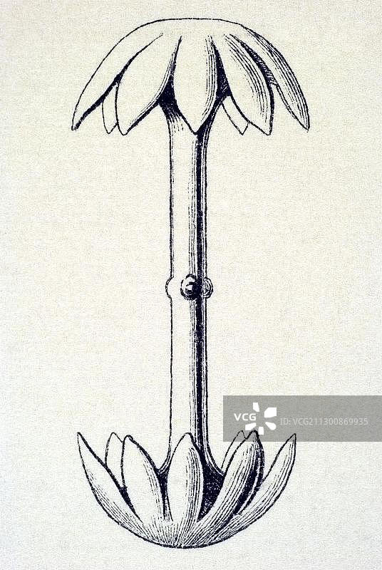 海克尔《自然艺术形态》中的六放海绵插图图片素材