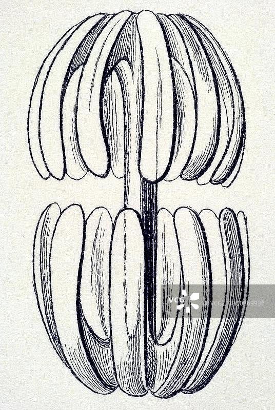 自然艺术形式的历史插图：六放海绵图片素材