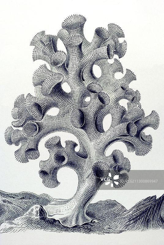 海克尔《自然艺术形态》第35图：六放海绵，玻璃海绵，法雷亚图片素材