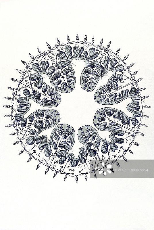 自然界的艺术形式：六放海绵、玻璃海绵、法雷亚、多孔藻、幼海绵横截面，第35图，恩斯特·海克尔图片素材