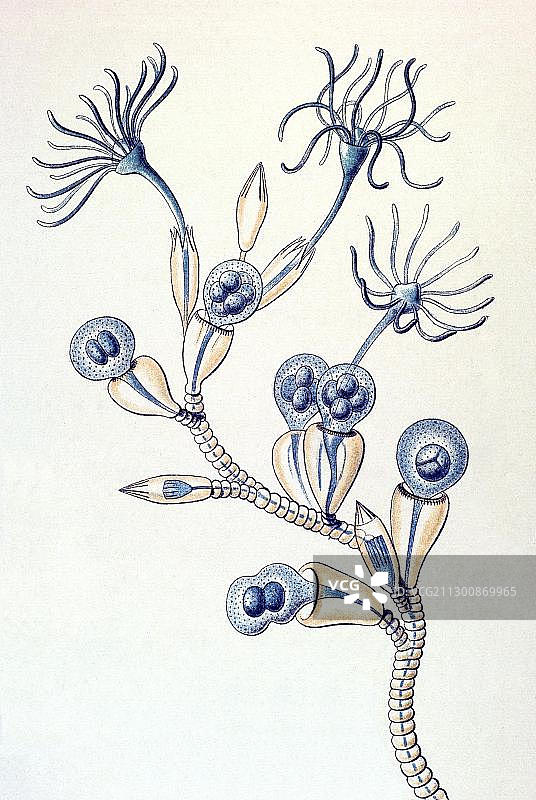 恩斯特·海克尔《自然艺术形态》第45号图版：坎帕纳里亚、水螅图片素材