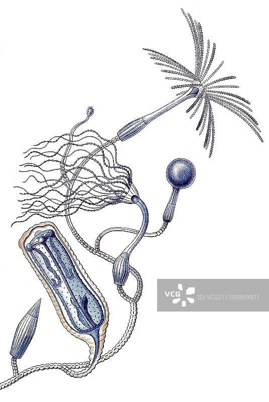 来自恩斯特·海克尔《自然艺术形态》的插图，第45号图版图片素材