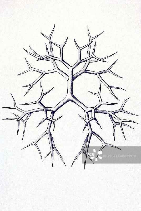 自然艺术形式历史插图：多孔放射虫，来自恩斯特·海克尔的《自然艺术形式》第51张图图片素材