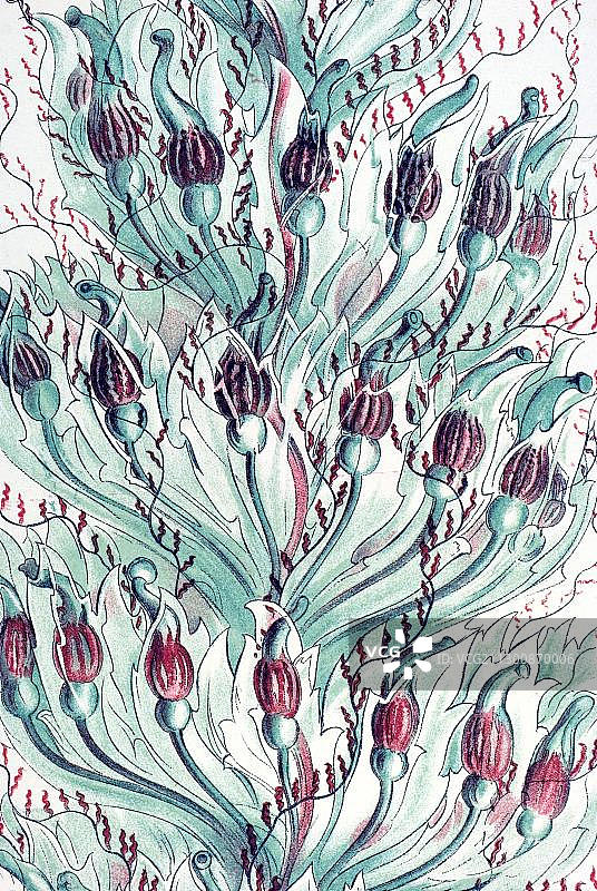 埃尔斯特·海克尔《自然艺术形态》第59图：管水母图片素材