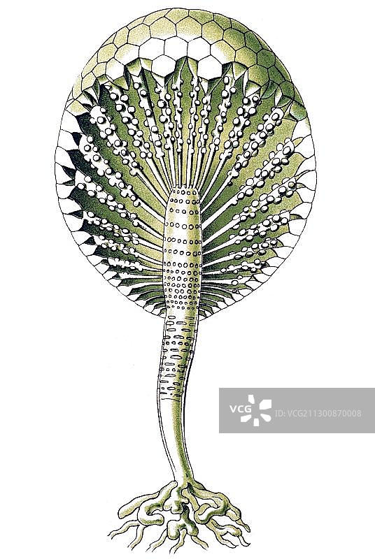 海克尔《自然界的艺术形态》中的西phon藻历史插画图片素材