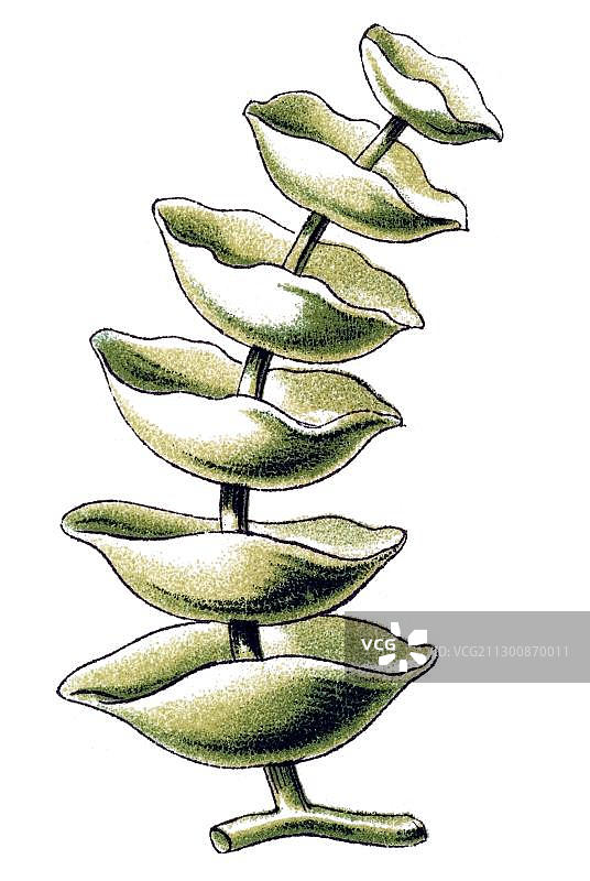 恩斯特·海克尔《自然界的艺术形式》巨型海洋藻类图片素材