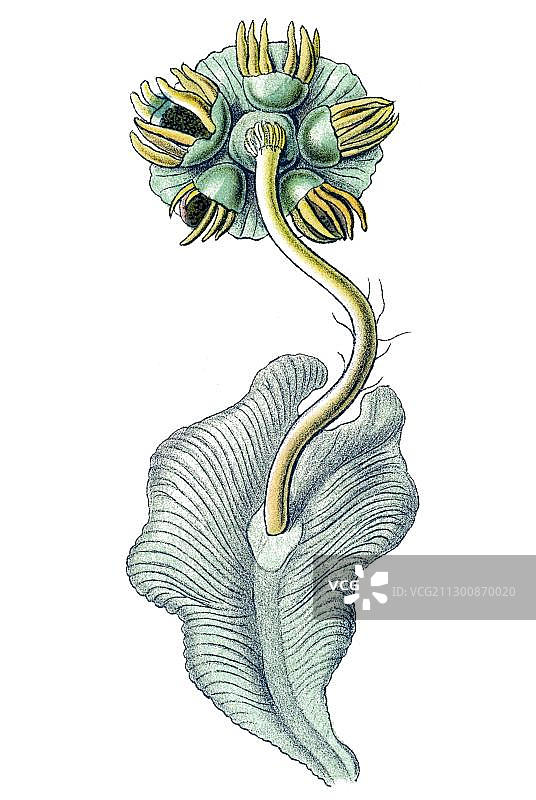 恩斯特·海克尔《自然界的艺术形态》：苔藓植物图片素材