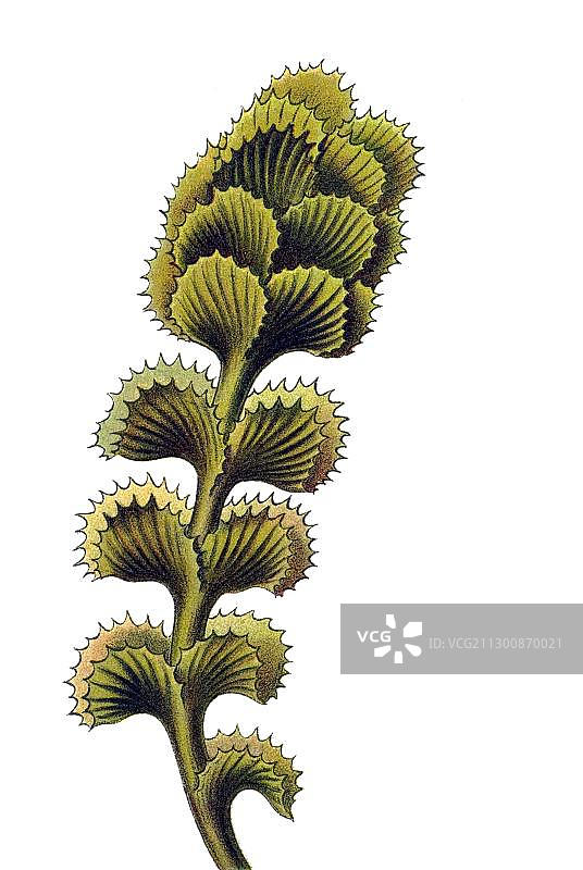 《自然界的艺术形态》：地钱、苔类植物和 Scapania subalpina 图谱图片素材