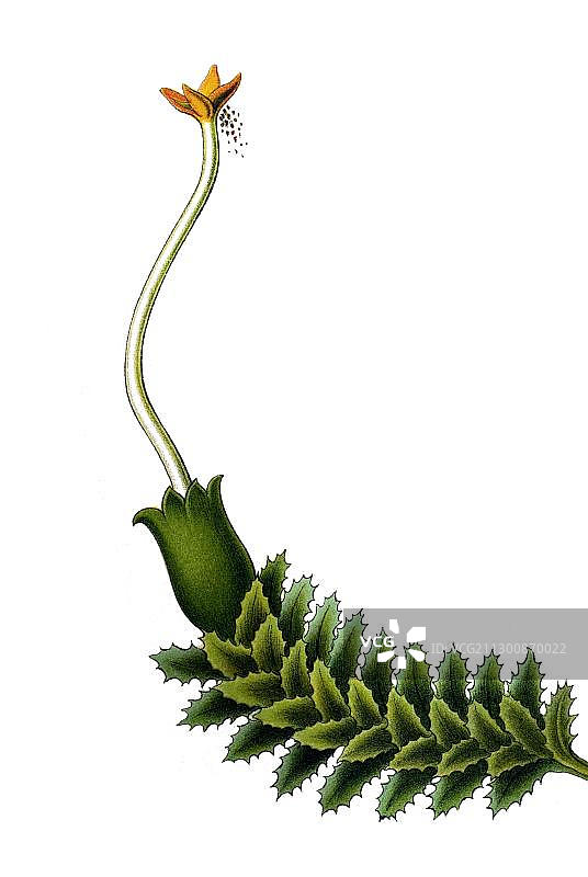 自然艺术形态历史插画：苔类植物图片素材