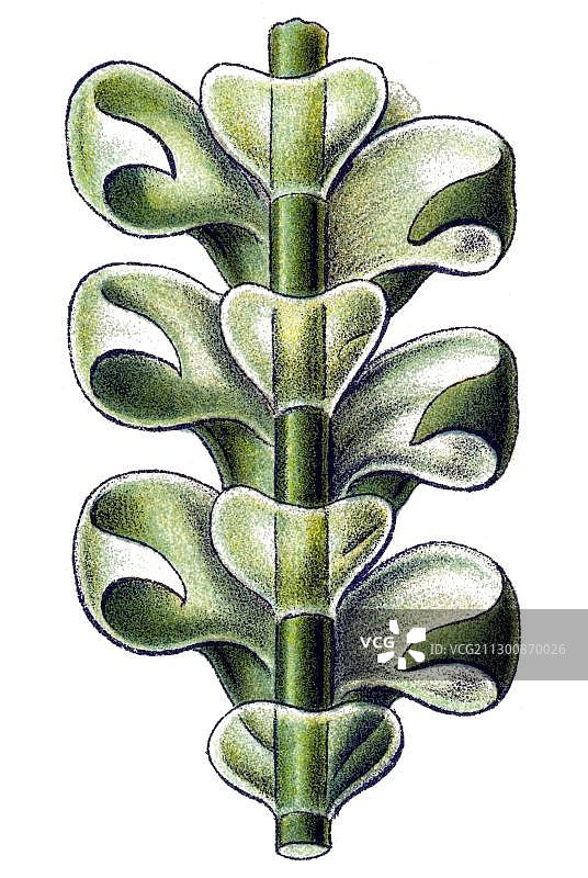 历史插画，苔类植物，恩斯特·海克尔《自然界的艺术形态》图片素材