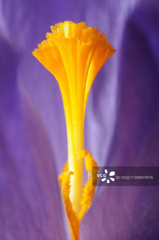 番红花图片素材