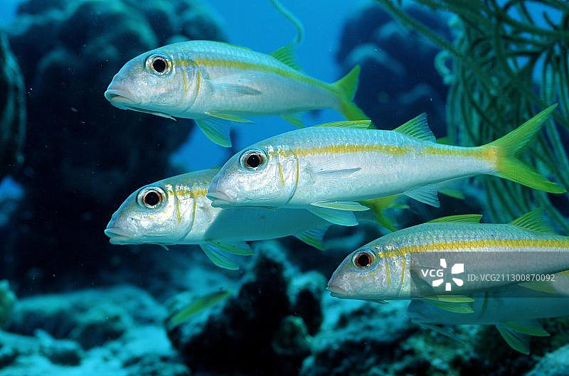 马提尼克副绯鲤，背风群岛，英属维尔京群岛，加勒比海，北美洲图片素材