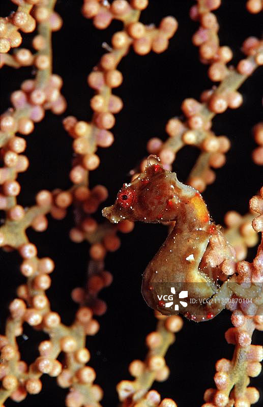 豆丁海马，未识别品种，瓦卡托比潜水度假村，苏拉威西岛，印度尼西亚，班达海，印度洋，亚洲图片素材