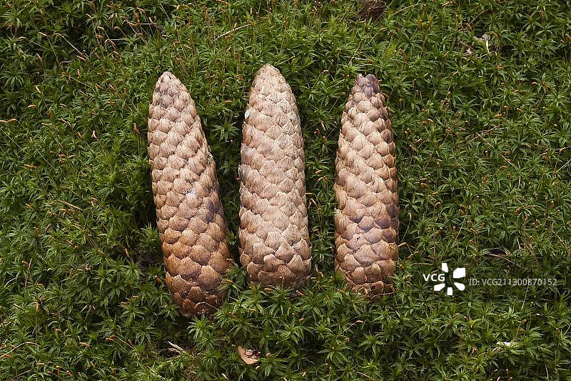 带有冷杉球果的普通金发藓图片素材