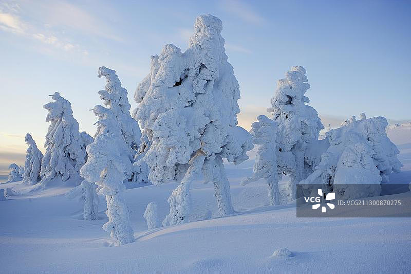 布罗肯山上的雪树，德国萨克森-安哈尔特州哈茨山区图片素材
