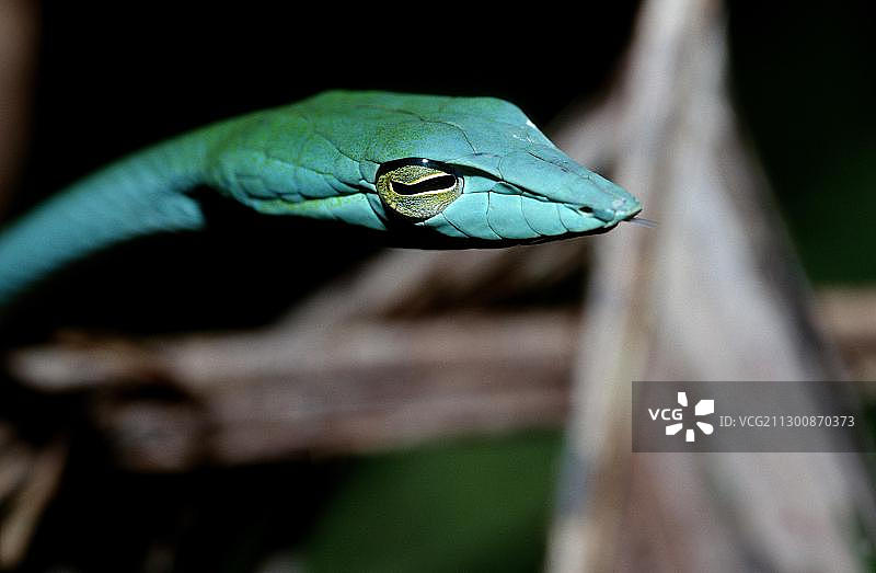马来西亚沙巴的绿瘦蛇图片素材