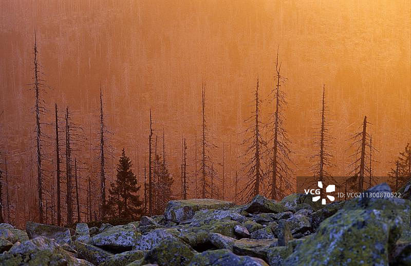 德国巴伐利亚森林国家公园卢森山的森林衰退景象图片素材