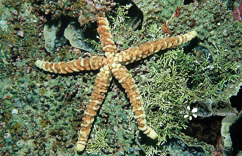 印度尼西亚瓦卡托比潜水度假村苏拉威西岛班达海亚洲海星图片素材