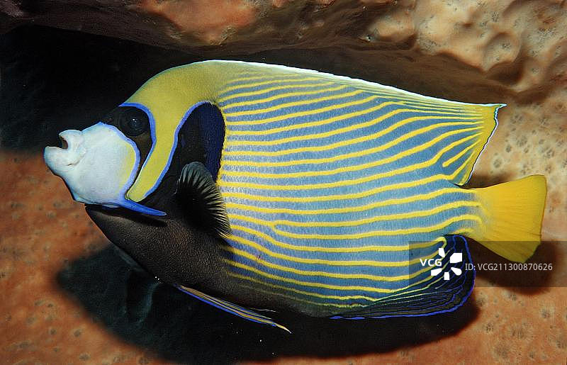 印度尼西亚拉贾安帕特皇帝神仙鱼图片素材