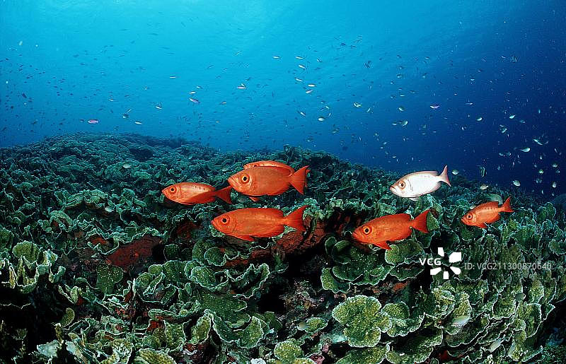 月尾大眼鲷鱼群(Priacanthus hamrur),印度尼西亚苏拉威西岛瓦卡托比潜水胜地,班达海,印度洋,亚洲图片素材
