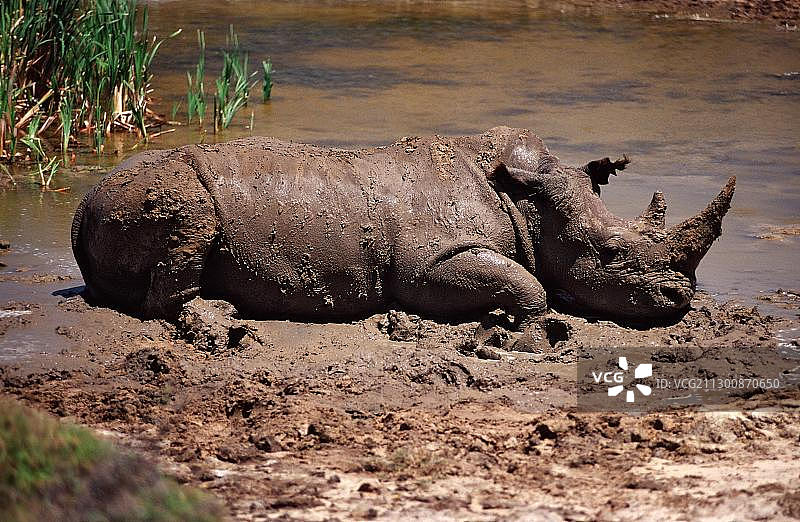 非洲南非伊巴伊克拉加卡马野生动物园的白犀牛图片素材