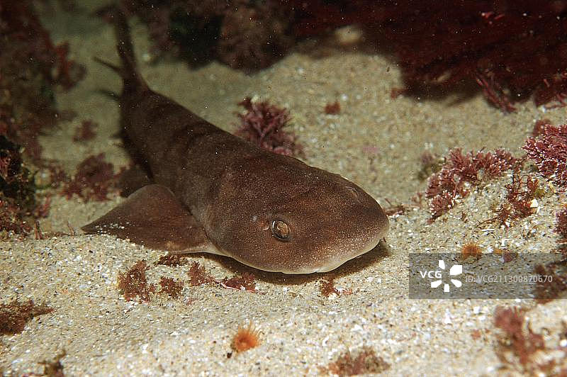 棕色羞鲨，位于南非齐齐卡马国家公园，印度洋，非洲图片素材