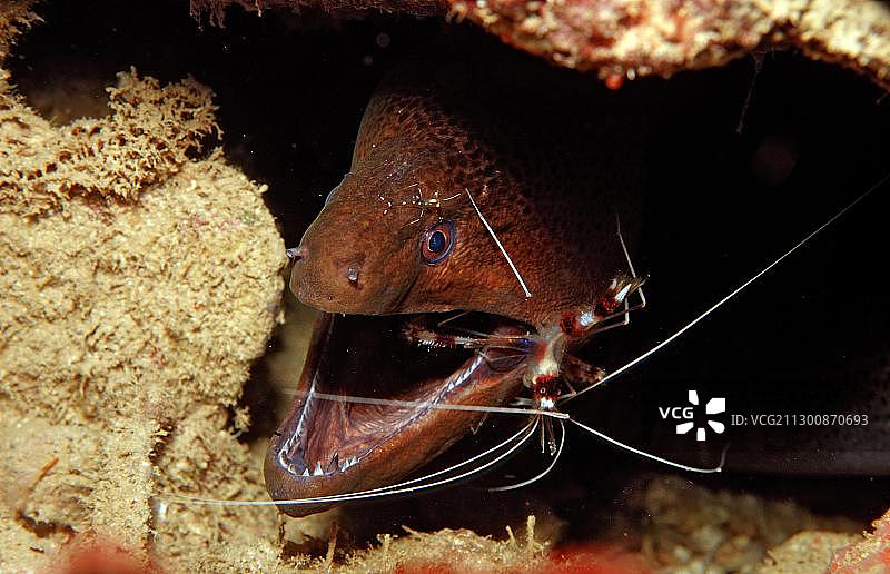 清洁黄边海鳝的条纹珊瑚虾，吉布提，非洲图片素材