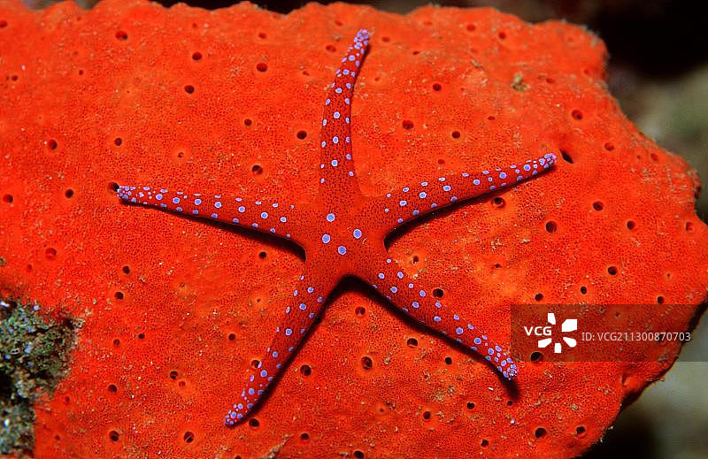 红色海星，吉布提，非洲图片素材