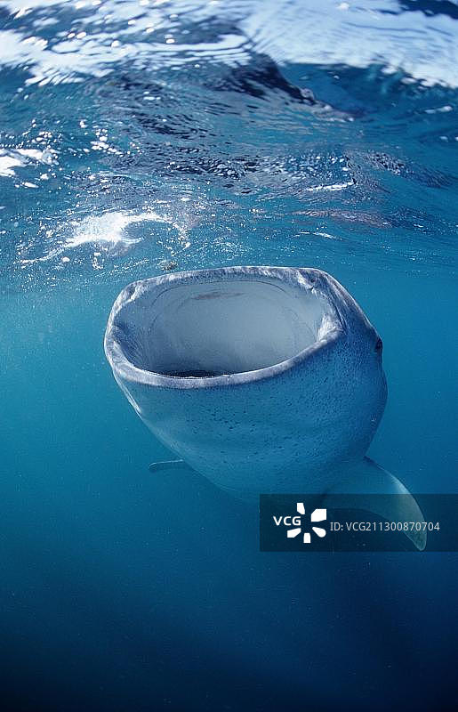 吃鲸鲨，非洲吉布提图片素材