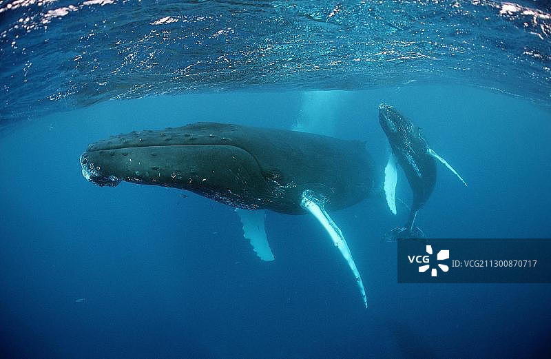 法属波利尼西亚鲁鲁图岛的座头鲸母子图片素材