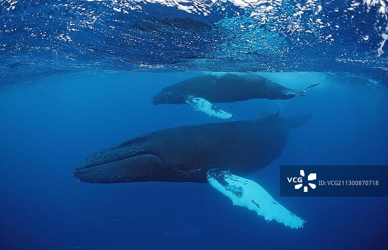 法属波利尼西亚鲁鲁图岛的座头鲸母子图片素材