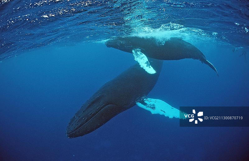 法属波利尼西亚鲁鲁图岛的座头鲸母子图片素材