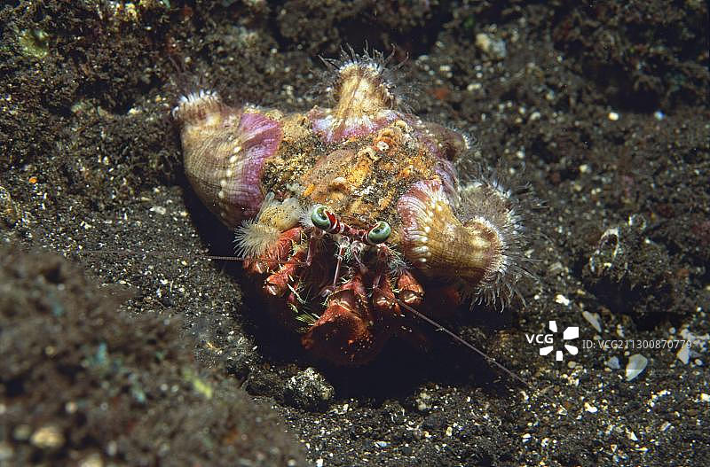 印尼巴厘岛图兰本的珊瑚寄居蟹图片素材