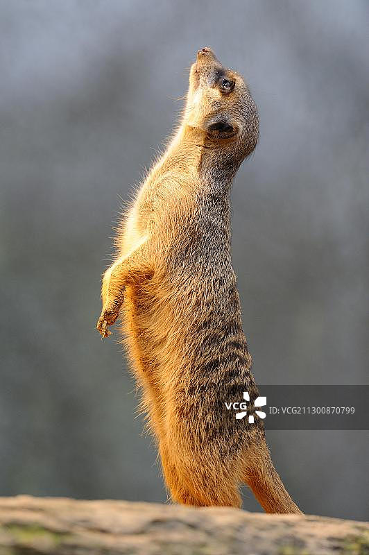 猫鼬（Suricata suricatta）图片素材