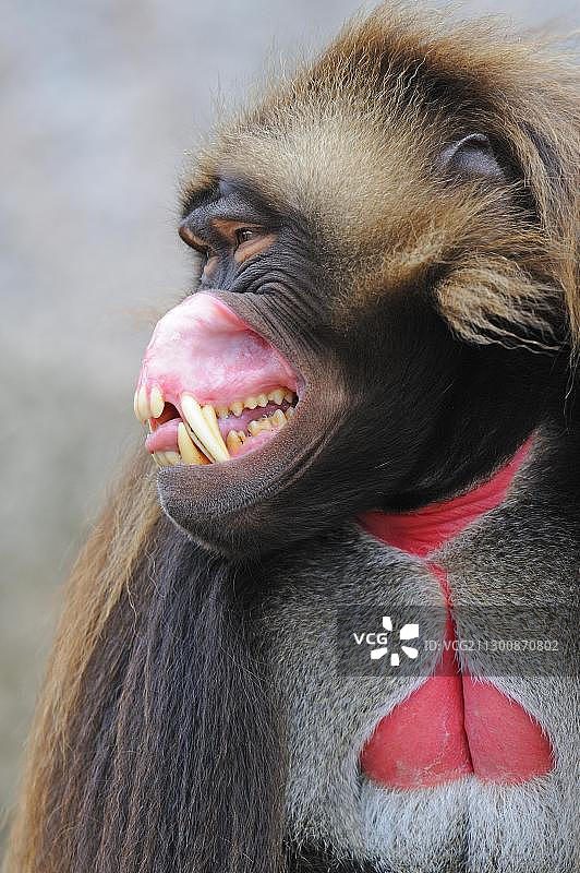 狮尾狒图片素材