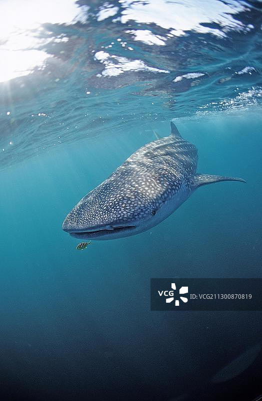 鲸鲨，吉布提，非洲图片素材