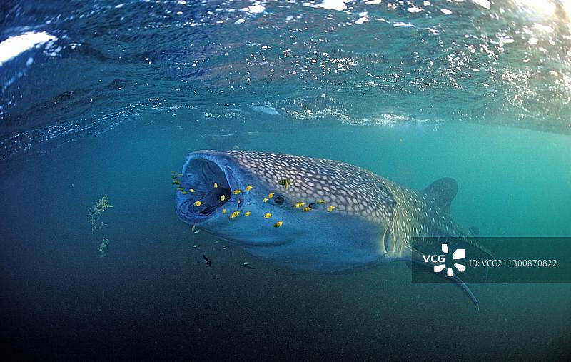 在吉布提喂食鲸鲨和黄色的领航鱼图片素材